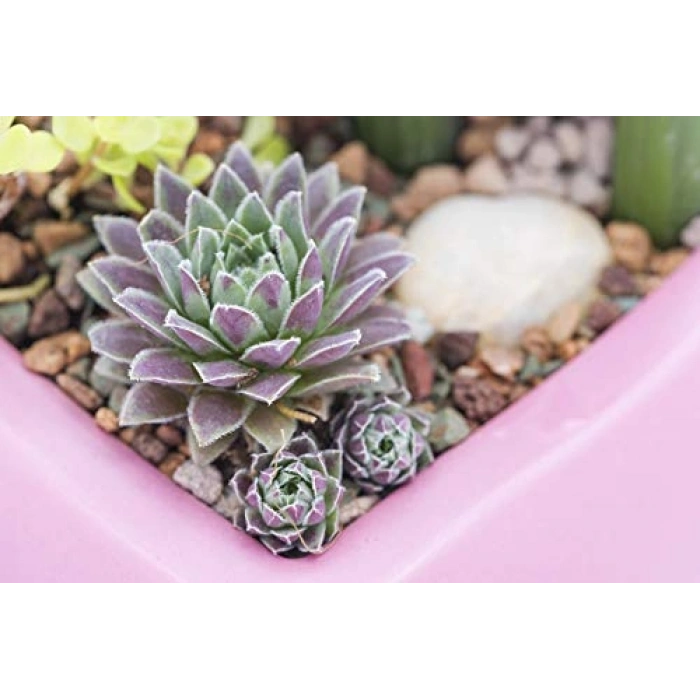 Toprak Örtüsü, 2.3 m² Kapasite, Yüksek Kalite