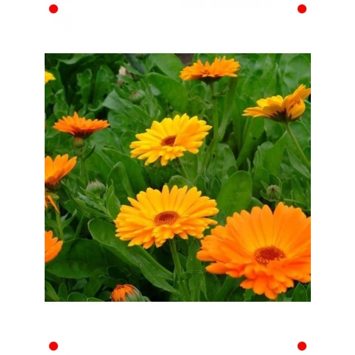 Turuncu Aynı Sefa  Tohumu (50 Adet)