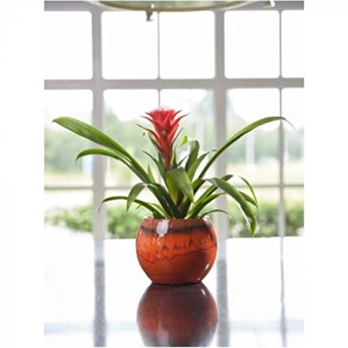 Turuncu Çiçek Saksısı, 19 cm Çapında