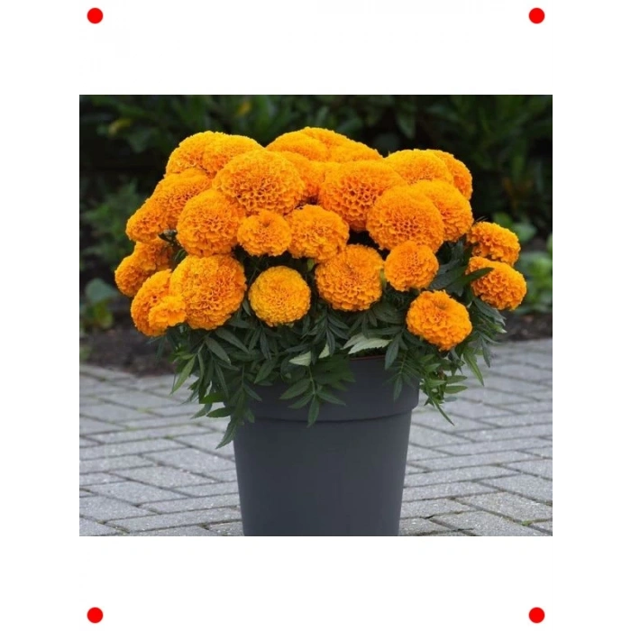 Turuncu Kadife Çiçeği Tohumu - 10 Adet