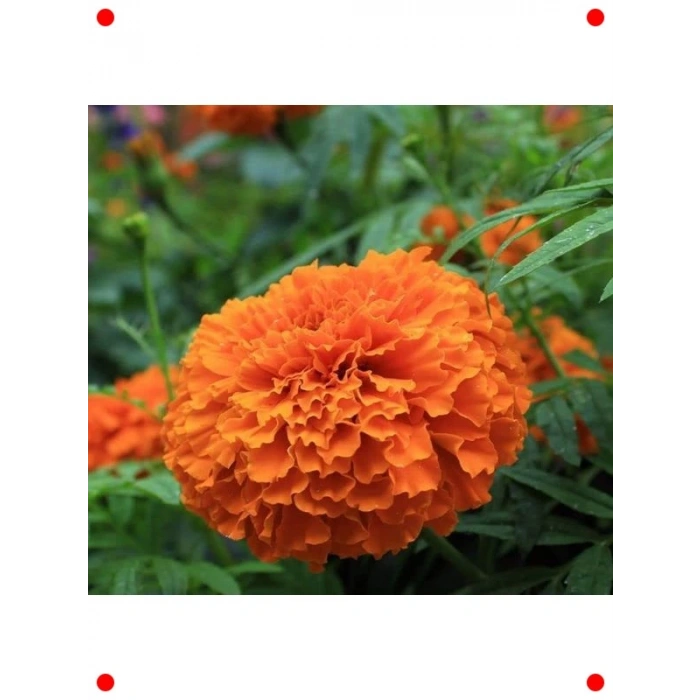 Turuncu Kadife Çiçeği Tohumu - 10 Adet