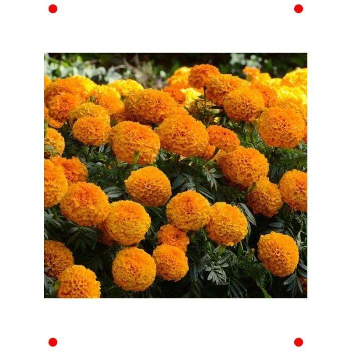 Turuncu Kadife Çiçeği Tohumu - 10 Adet