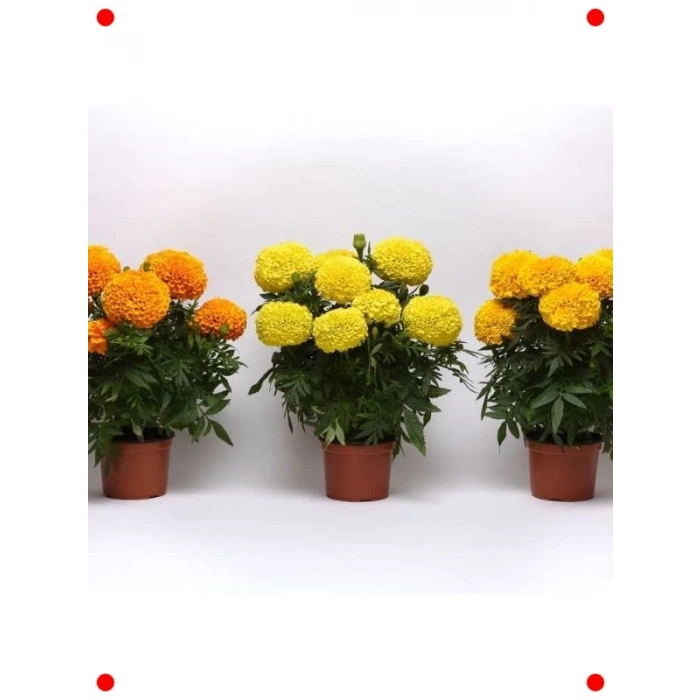 Turuncu Kadife Çiçeği Tohumu - 10 Adet