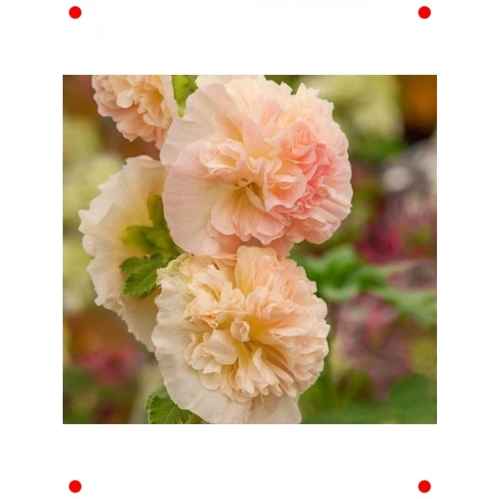 Turuncu Katmerli Büyük Çiçekli Gülhat Tohumu (5 Adet)