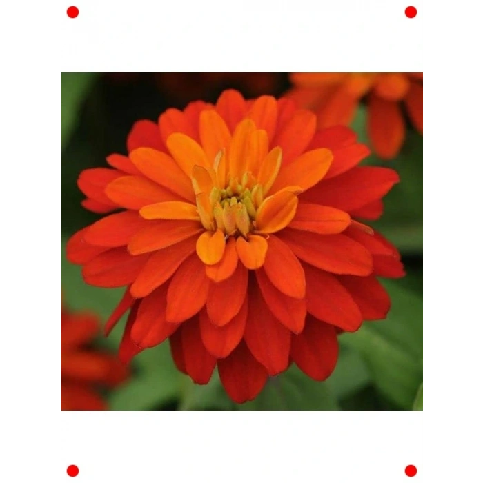 Turuncu Kirli Hanım  Çiçek Tohumu - 10 Adet