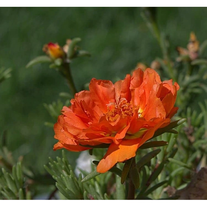 Turuncu Renkli Katmerli İpek Çiçeği Tohumu - 40 Adet