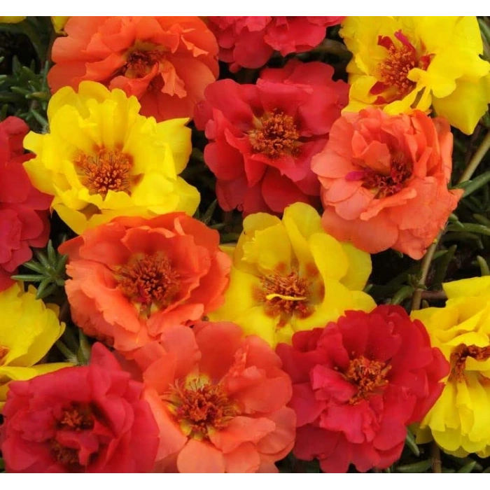 Turuncu Renkli Katmerli İpek Çiçeği Tohumu - 40 Adet