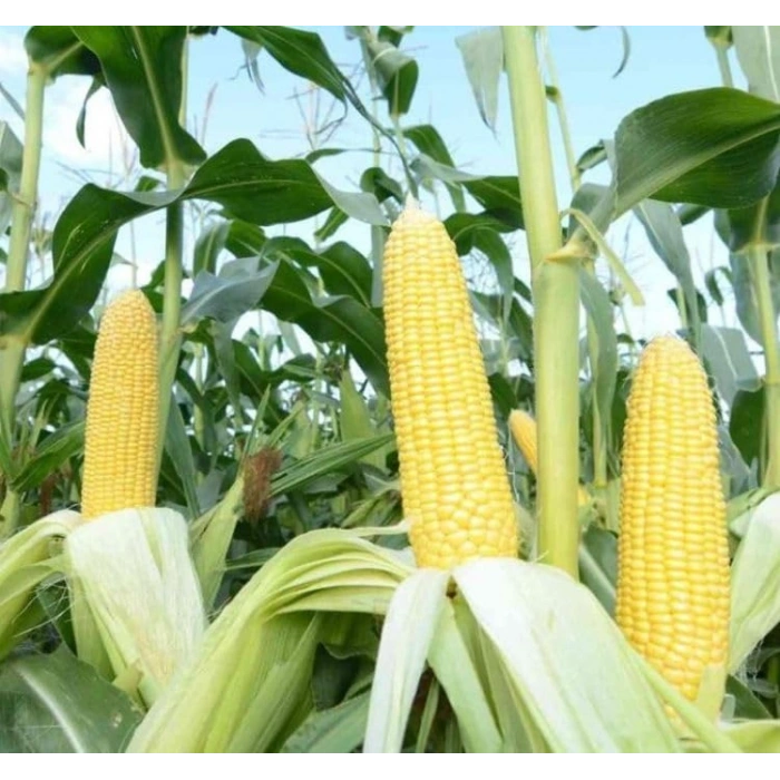 Turuncu Renkli Yıldız Çiçeği Tohumu - 10 Adet, Bodur