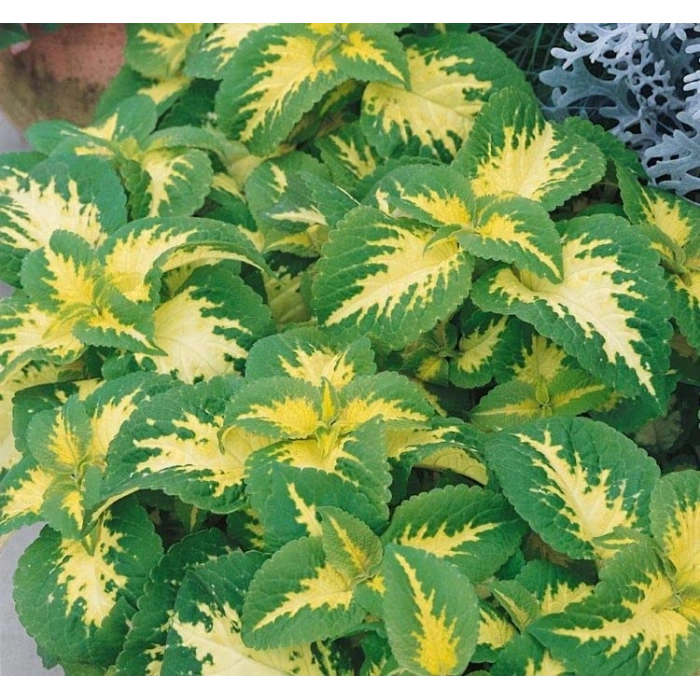 Turuncu Top Çiçekli Sardunya Tohumu - 5 Adet