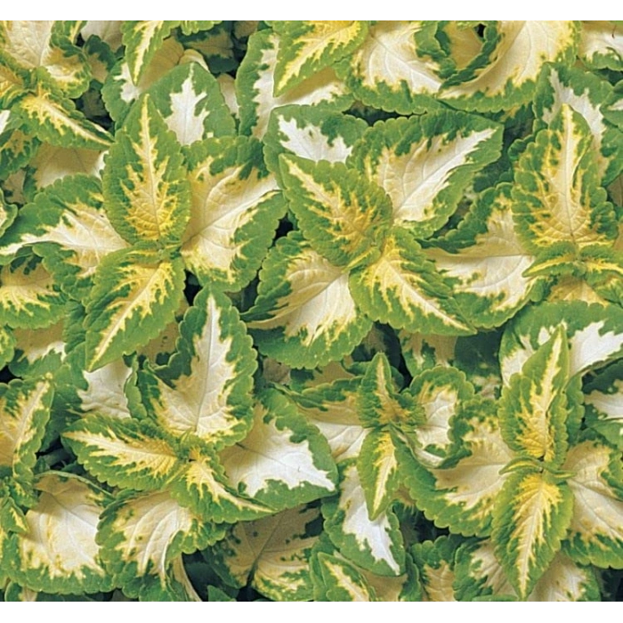 Turuncu Top Çiçekli Sardunya Tohumu - 5 Adet