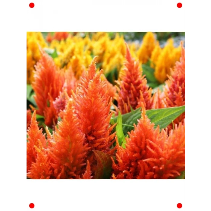 Turuncu Tüy Horoz İbiği F1 Tohumu (75 Adet)