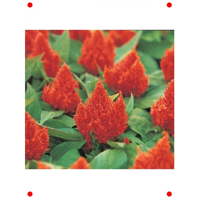 Turuncu Tüy Horoz İbiği F1 Tohumu (75 Adet)