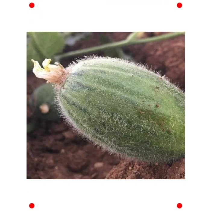 Tüylü Acur Tohumu - 5 gr - Bahçe İçin