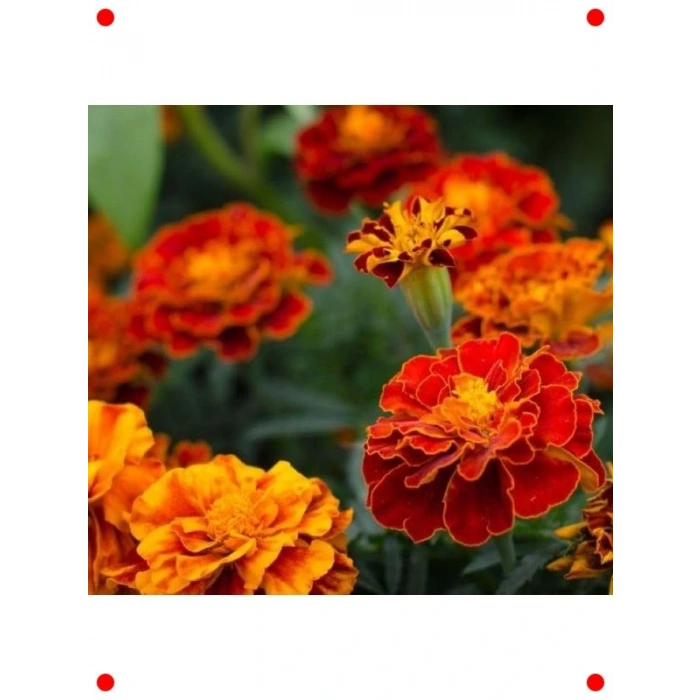 Ufak Kafalı Kadife Karışık Renk Tohumları - 200 Adet