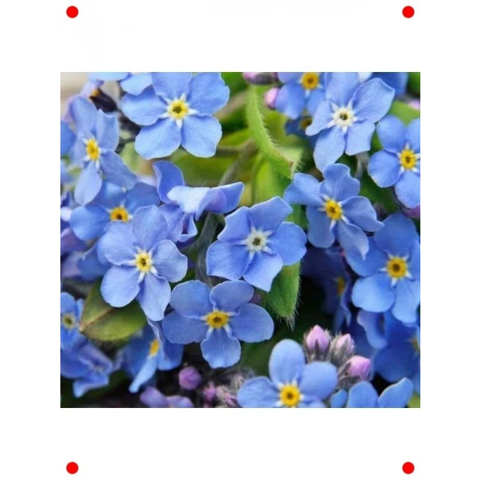 Unutma Beni Tohumu Karışık Renkler - 300 Adet