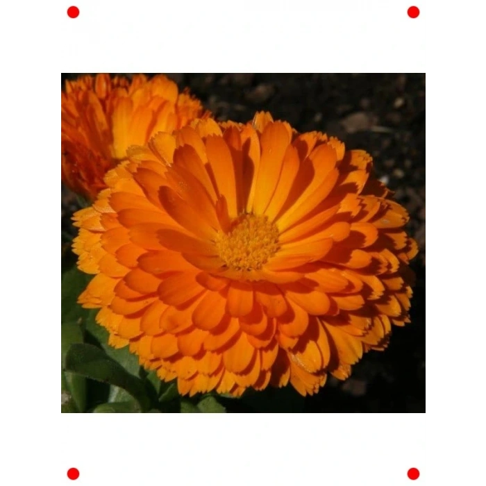 Uzun Boylu Bon Bon Turuncu Aynı Sefa Tohumu (40 Adet)