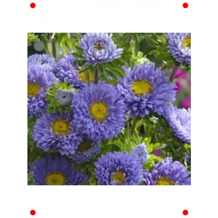 Uzun Boylu  Kasımpatı Tohumu (5 Adet)