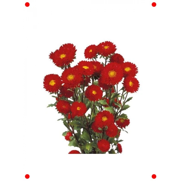 Uzun Boylu Kesimlik Kırmızı Kasımpatı Tohumu (5 Adet)