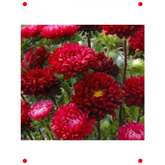 Uzun Boylu Kesimlik Kırmızı Kasımpatı Tohumu (5 Adet)