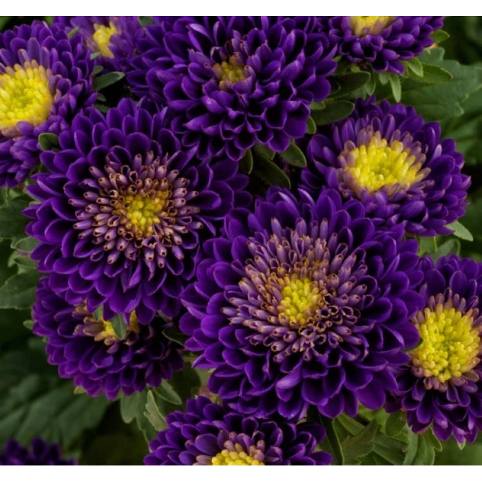 Uzun Boylu Mor Renkli Kasımpatı Tohumu - 5 Adet