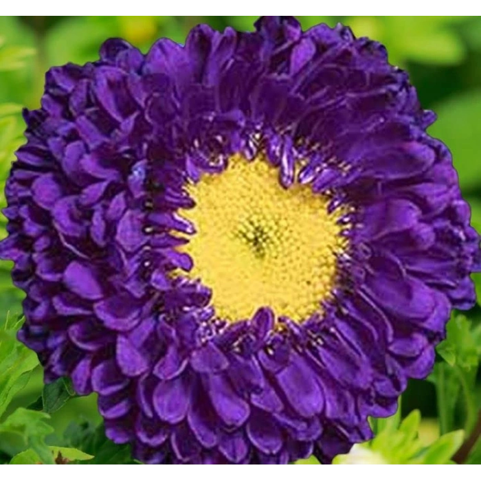 Uzun Boylu Mor Renkli Kasımpatı Tohumu - 5 Adet