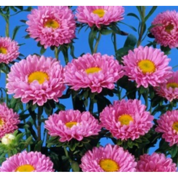 Uzun Boylu Pembe Kasımpatı Çiçeği Tohumu, 5 Tohum