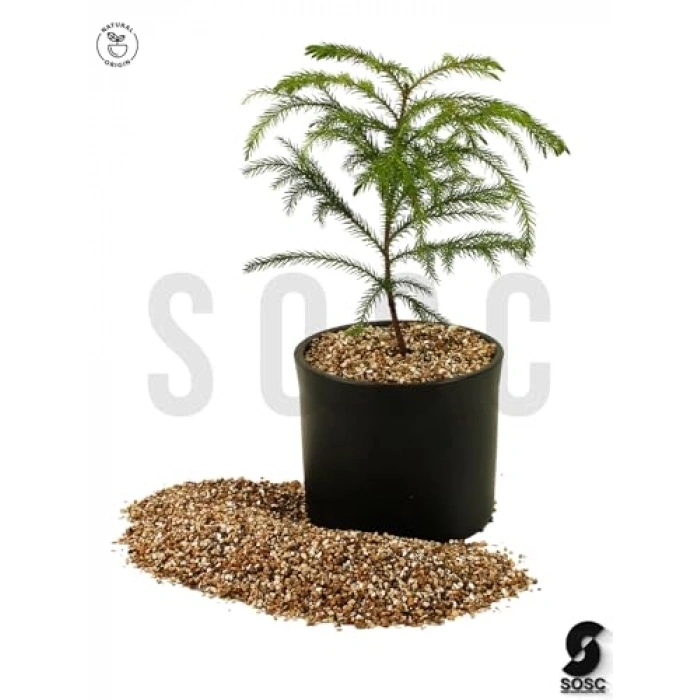 Verkülit, 5 Litre, Bitki Gelişimi İçin Uygun