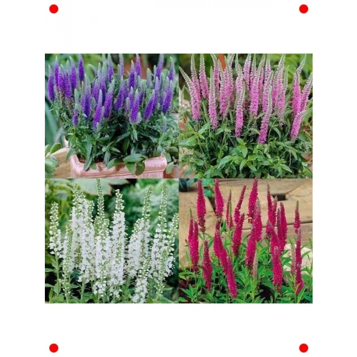 Veronika Çiçeği Tohumu - Zarif Bahçe Bitkisi