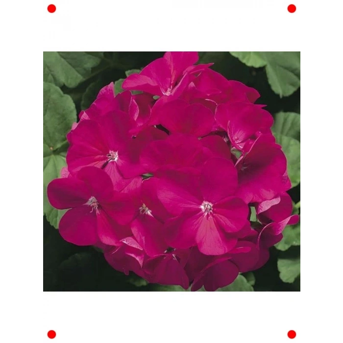 Violet Gül Sardunya F1 Tohumu (10 Adet)