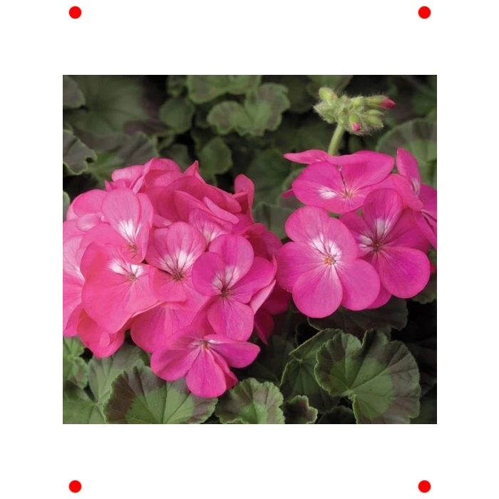 Violet Gül Sardunya F1 Tohumu (10 Adet)