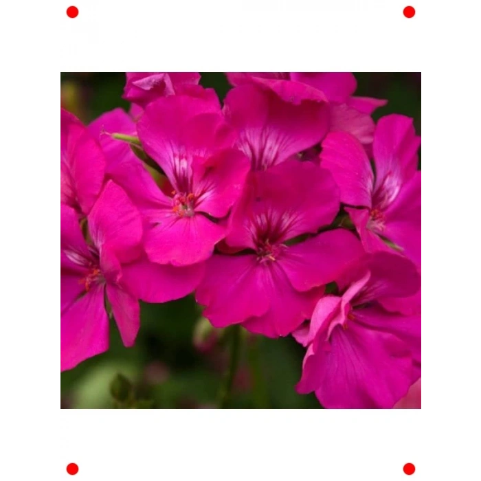 Violet Gül Sardunya F1 Tohumu (10 Adet)