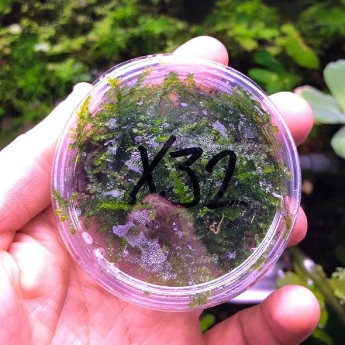 Weeping Moss Kutu Canlı Bitki, Su Bitkileri İçin Uygun, Dayanıklı