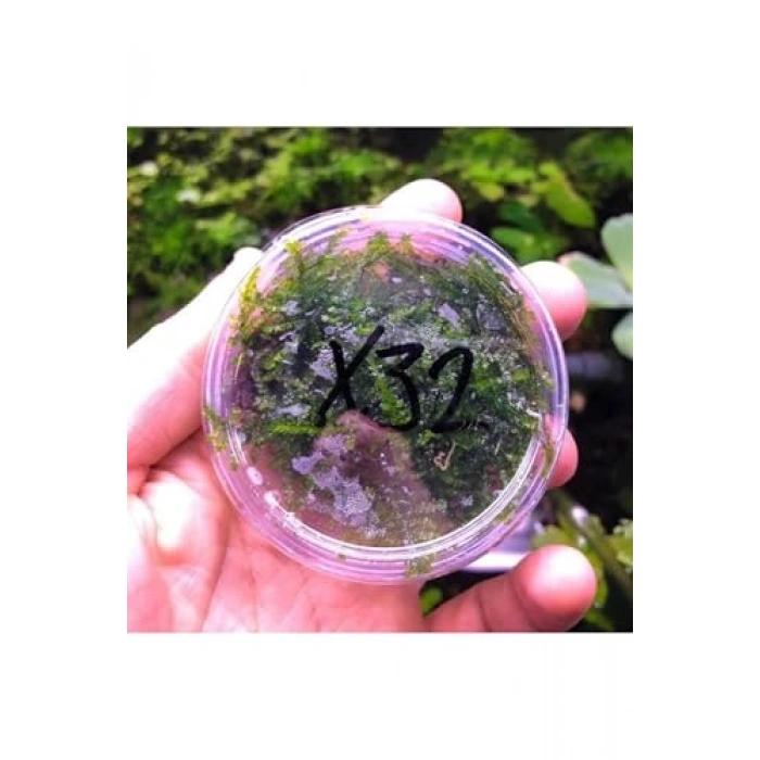 Weeping Moss Kutu Canlı Bitki, Su Bitkileri İçin Uygun, Dayanıklı