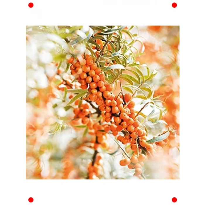 Yabani İğde Özlü Doğal Roll-On Deodorant 50 ml