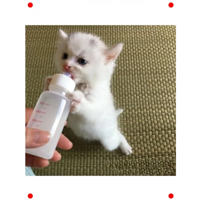 Yavru Kedi Köpek Biberonu 2 Emzikli 50 ml