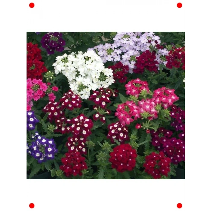 Yayılıcı Karışık Renkli Mine Çiçeği Tohumu (8 Adet)