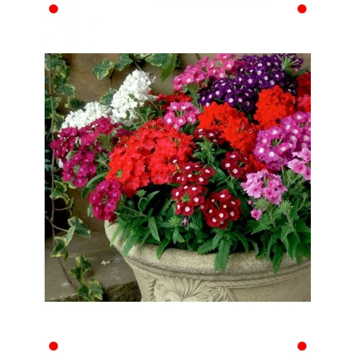 Yayılıcı Karışık Renkli Mine Çiçeği Tohumu (8 Adet)