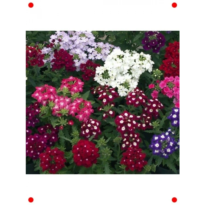 Yayılıcı Karışık Renkli ne Çiçeği Tohumu (8 Adet)