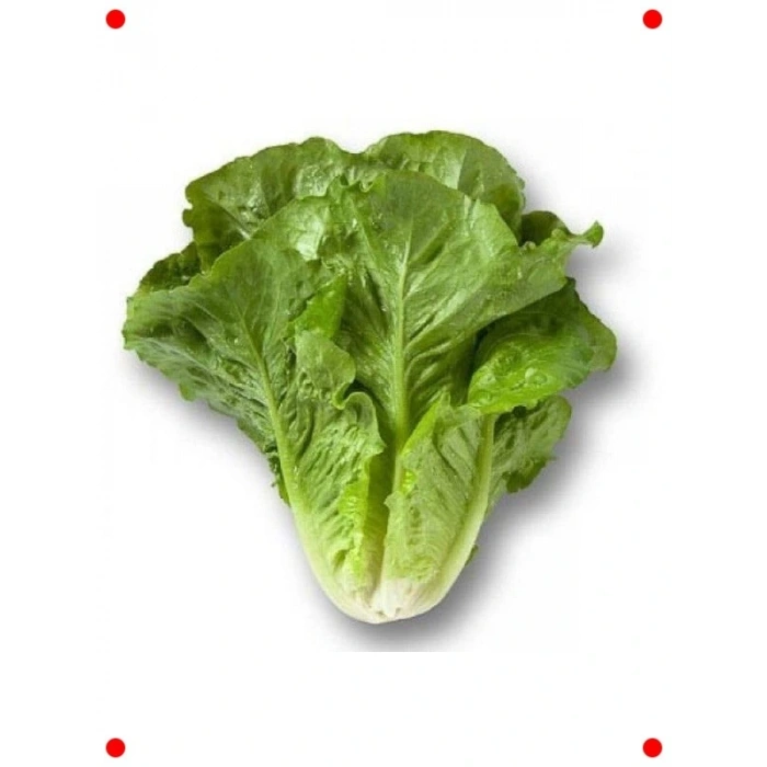 Yedikule Marul Tohumu (Çoklu Paket, 5 Gram)