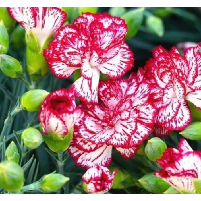 Yediveren Karanfil Çiçeği Tohumu - Kaliteli Seçenek