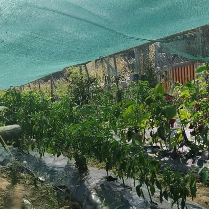 Yeşil Çit Filesi, %75 Görüntü Kesici, Bahçe ve Sera için
