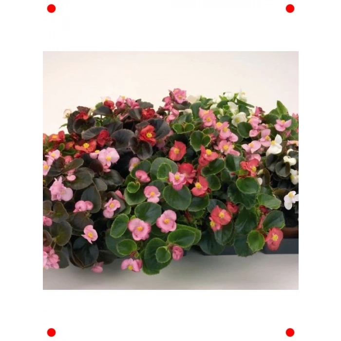 Yeşil Yapraklı Karışık Renk Begonya Tohumu (40 Adet)