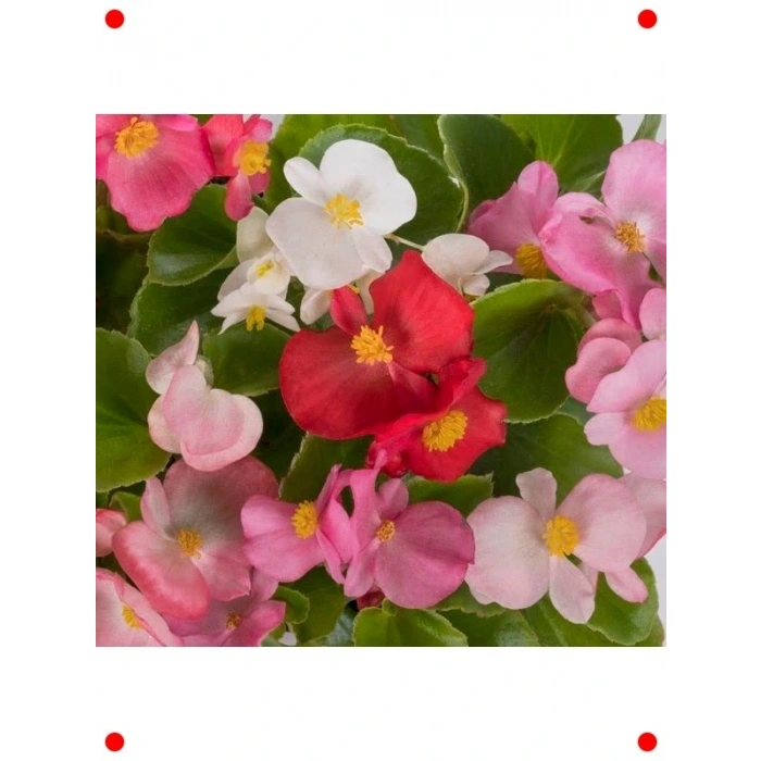 Yeşil Yapraklı Karışık Renk Bnya Tohumu (40 Adet)