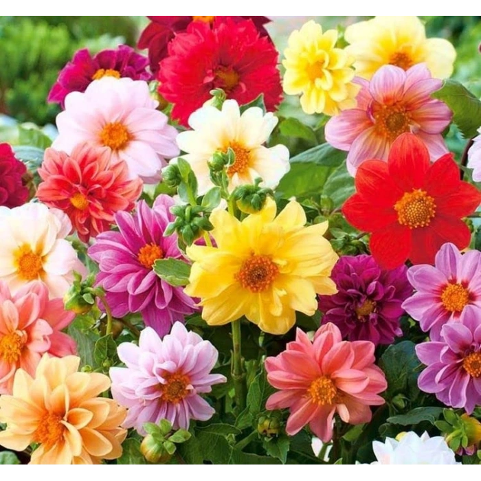 Yıldız Çiçeği Tohumu - Bahçenizi Şenlendirin