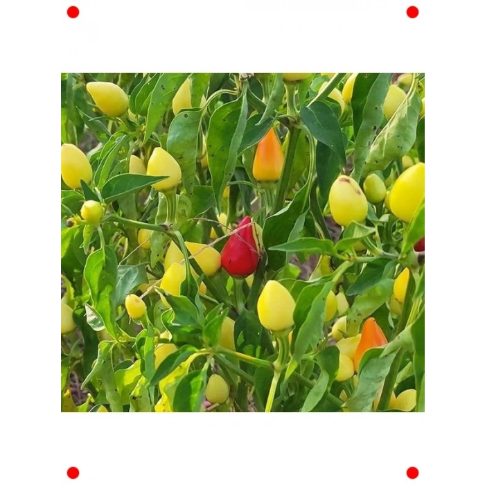 Yuvarlak Süs Biber Tohumu (3 gr) - Renkli Dekorasyon