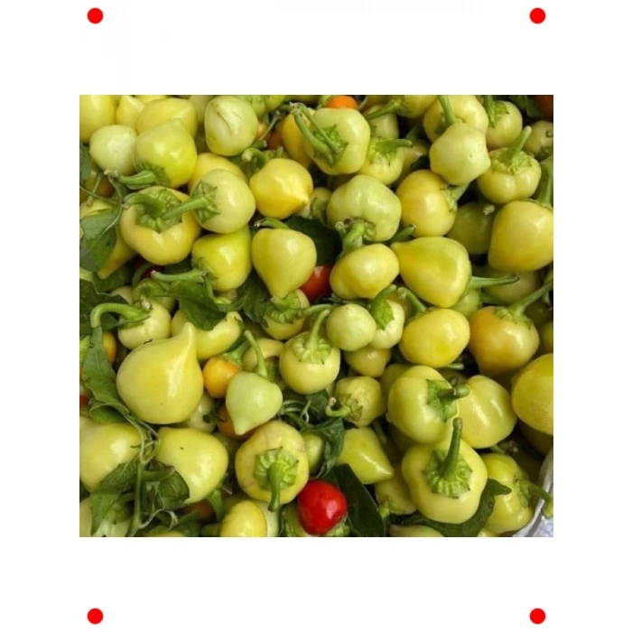 Yuvarlak Süs Biber Tohumu (3 gr) - Renkli Dekorasyon