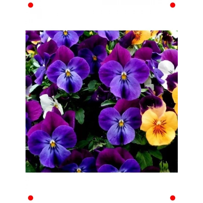 Zarif Mor Menekşe Çiçeği Tohumu