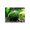 3-4 cm Boyutundaki Moss Topu - Karidesler İçin