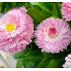 30 adet pembe katmerli şeker tabağı tohumu ile bahçenize renk katın