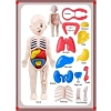 3D İnsan Vücudu Anatomisi Eğitici Yapboz